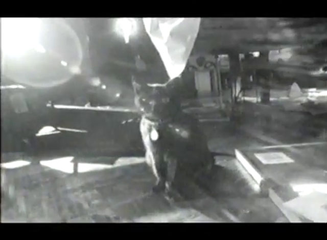 Two Hearts - Australian Crawl - black cat amongst memorabilia with photo of band