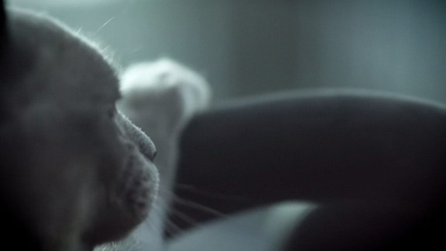 Wonky - shorthair cat behind wheel of car