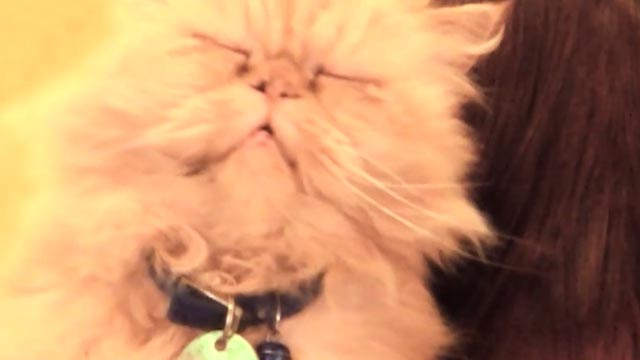 Yulia - Princess Chelsea - orange Persian cat Winston with eyes closed