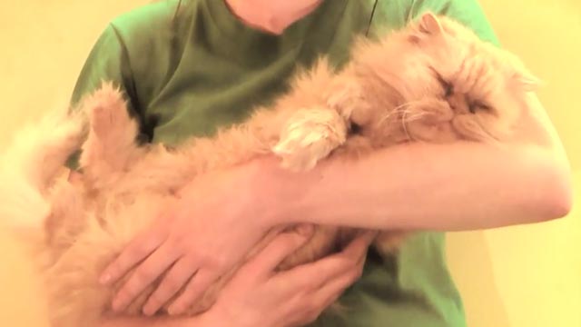 Yulia - Princess Chelsea - orange Persian cat Winston sleeping in arms