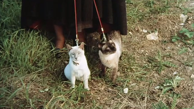 Endless Night (1972) - Cinema Cats