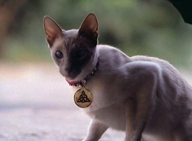 Charmed - "Something Wicca This Way Comes" - Cinema Cats